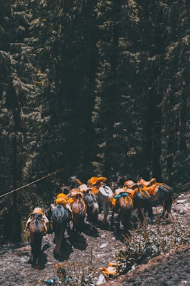 A group of horses adorned with orange saddles and packs walk along a narrow path in a dense forest. The path is surrounded by tall trees with dark green foliage. The lighting creates a somewhat dark and moody atmosphere.
