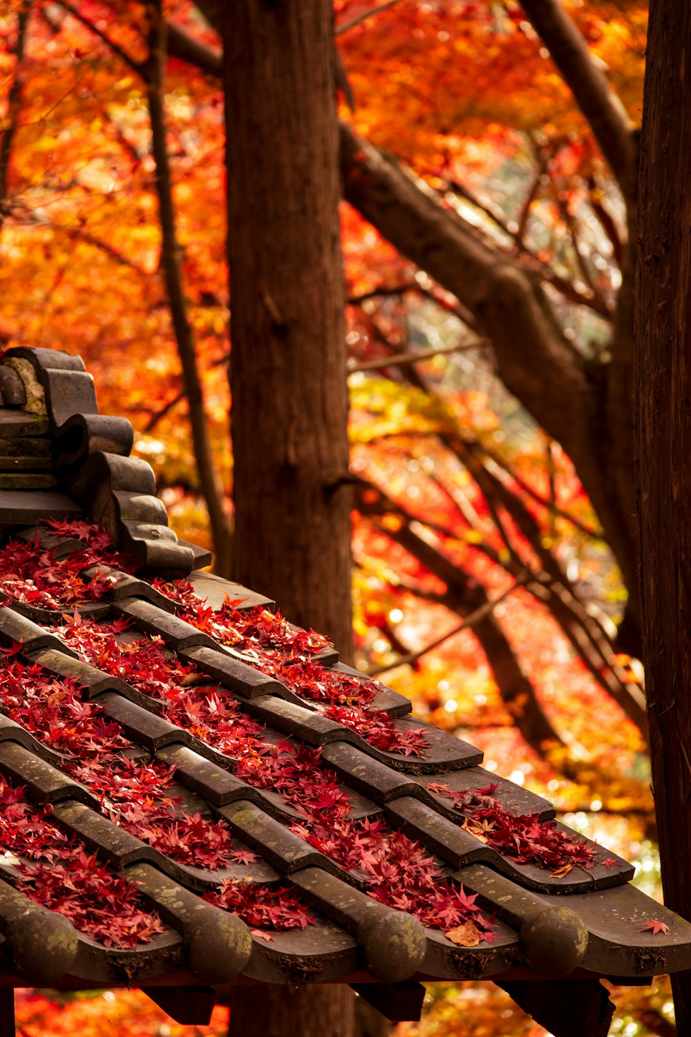 foglie appassite sulle tegole del tetto