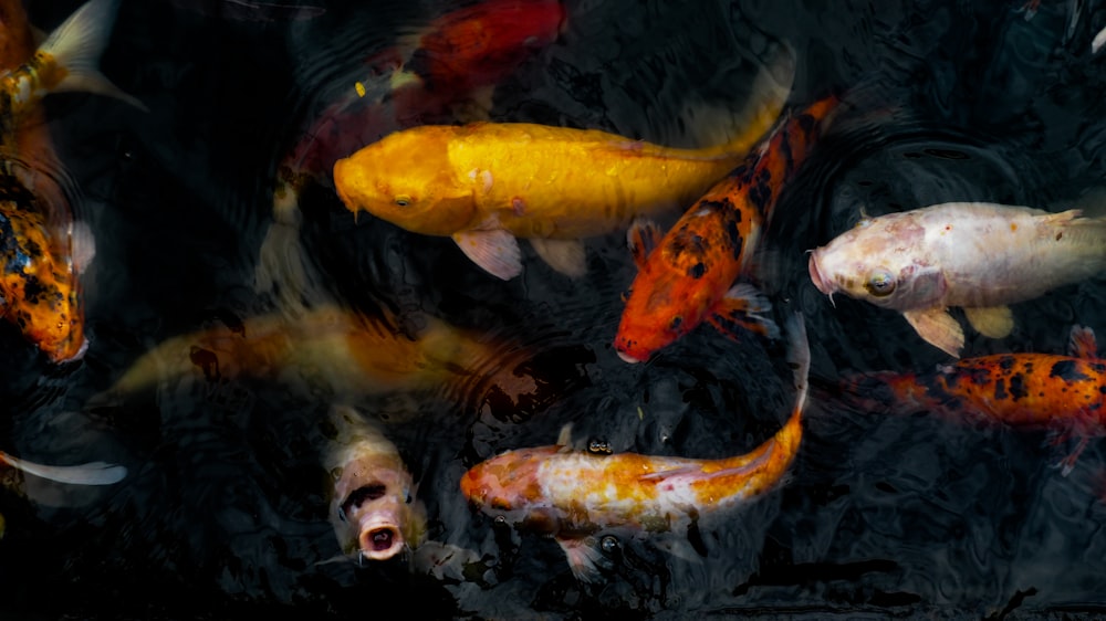 Selektive Fokusfotografie von koi-Fischen in verschiedenen Farben auf einem Gewässer