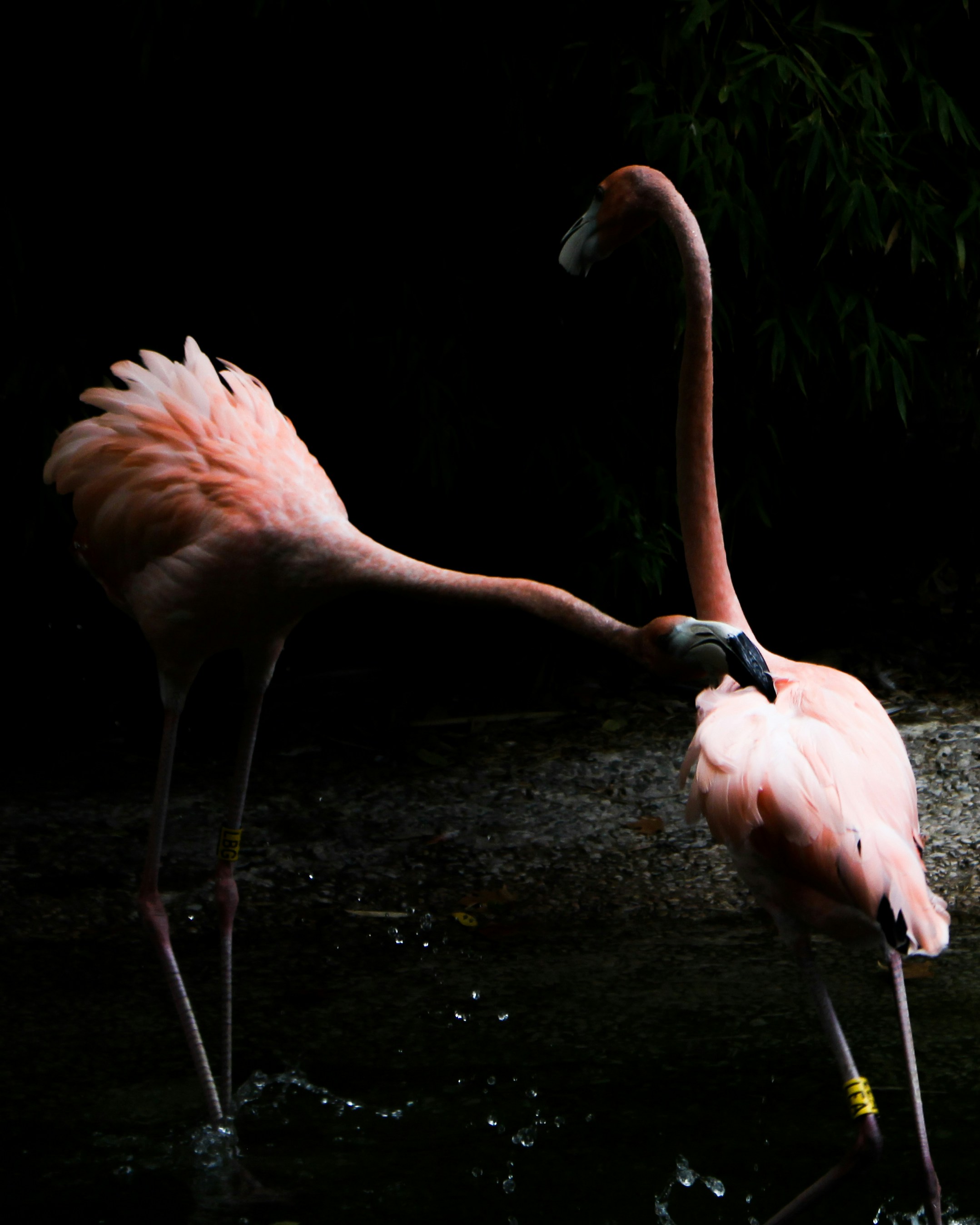 Photo by klemensjose