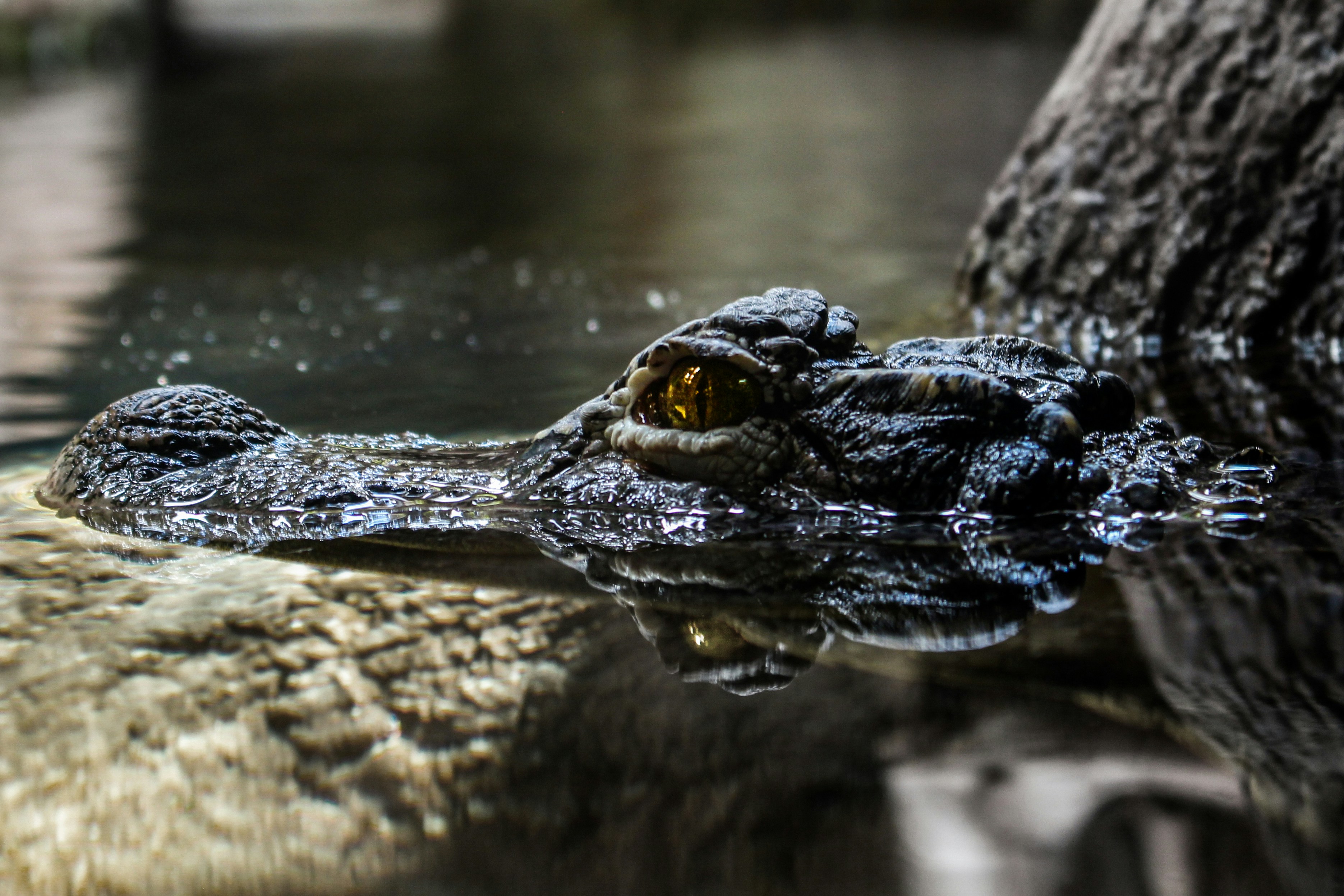 Photo by klemensjose