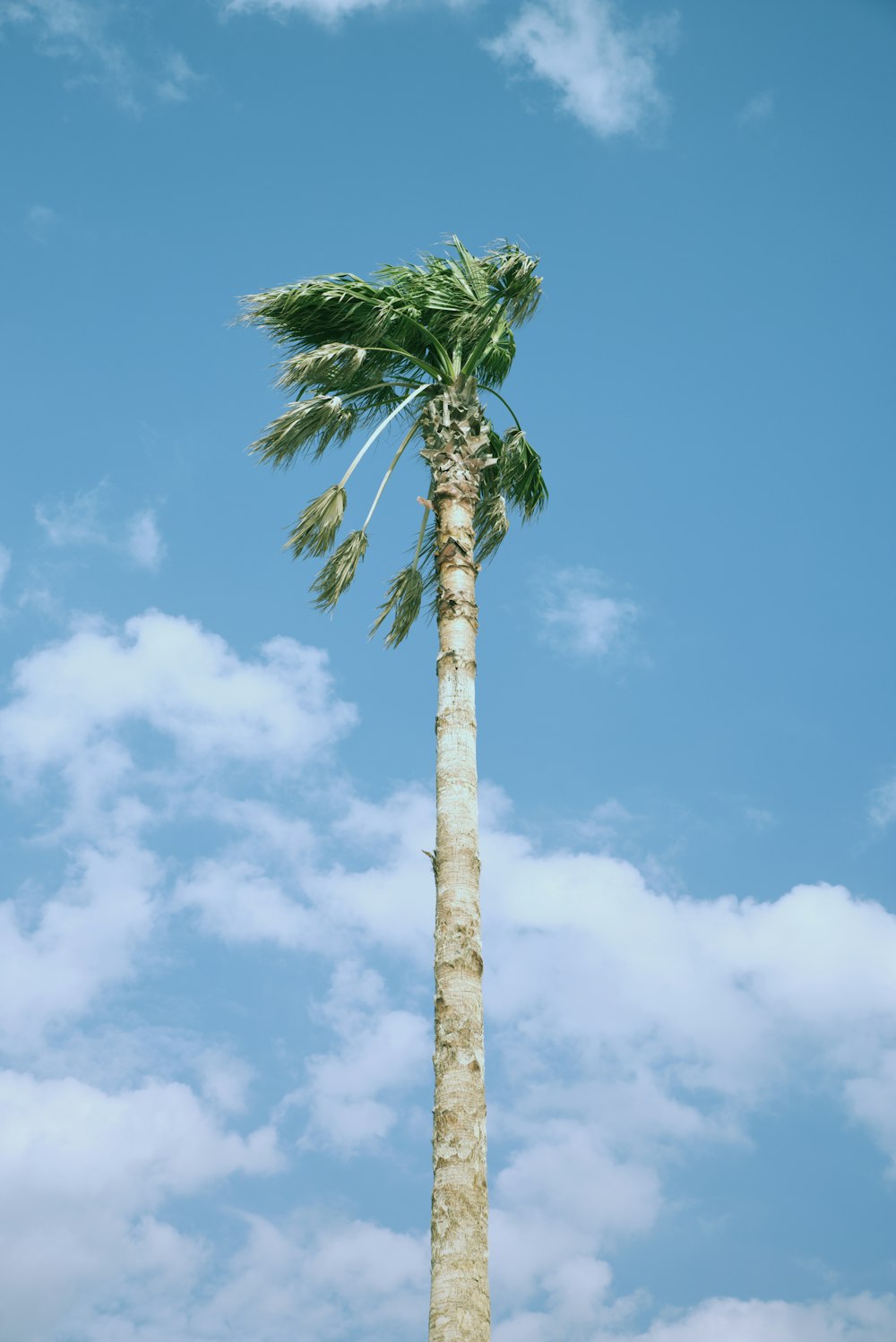 low-angle photo of palm trees under blue sky