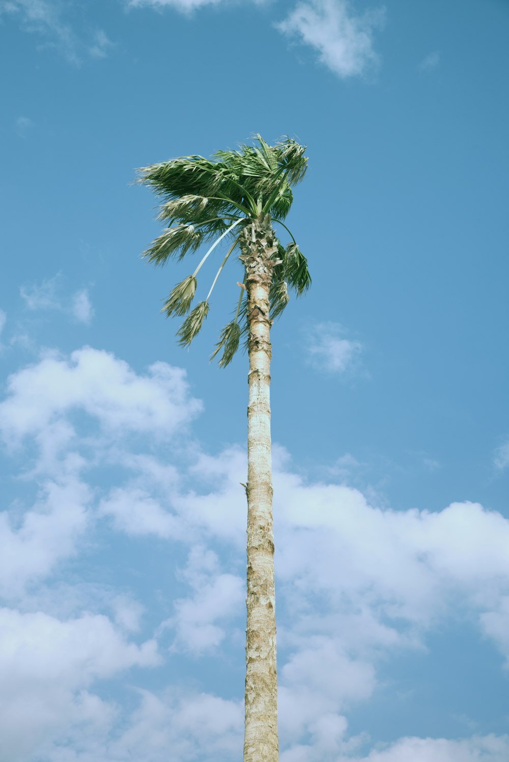 青空の下のヤシの木のローアングル写真