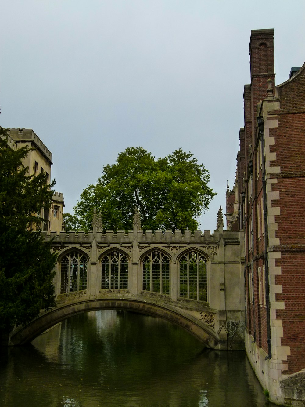 concrete bridge beside tree