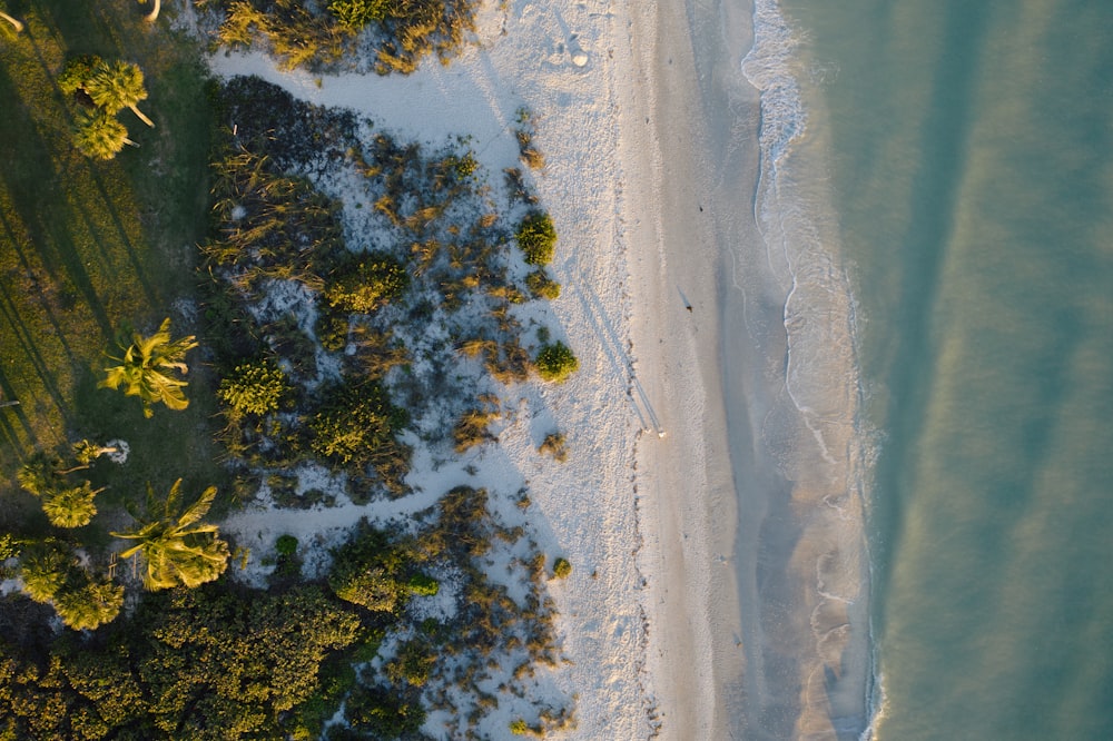 Vista aérea de los árboles en la orilla