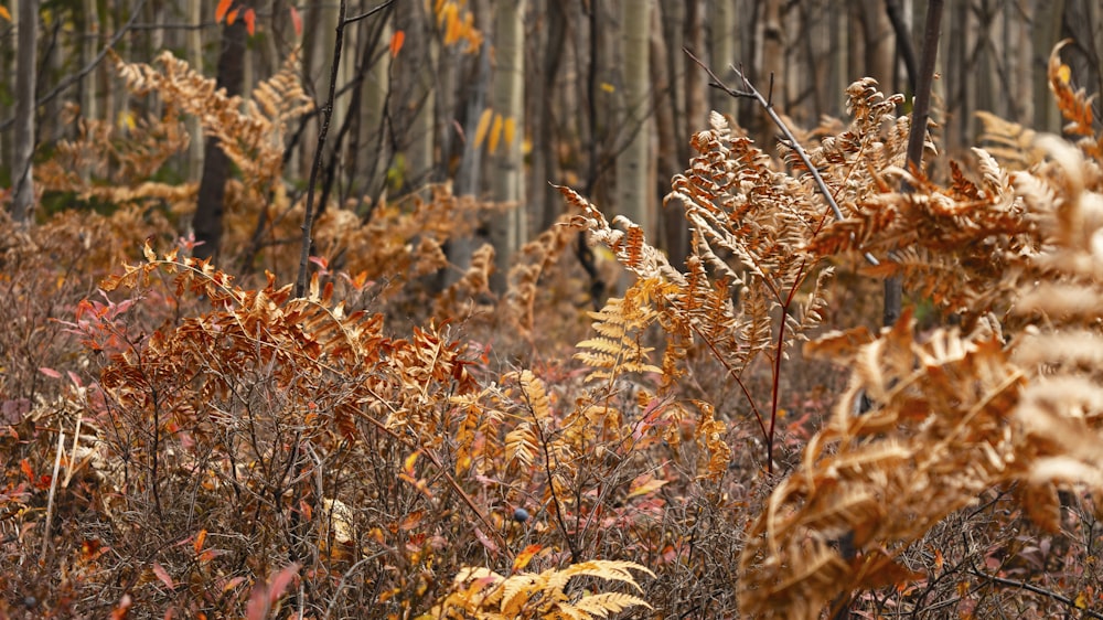 brown plants