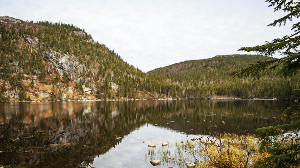 Riflessione degli alberi sullo specchio d'acqua calmo sotto il cielo bianco