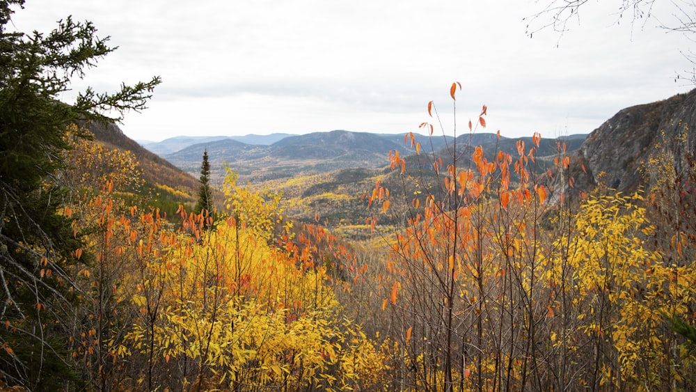 yellow and orange plants on hill under white sky