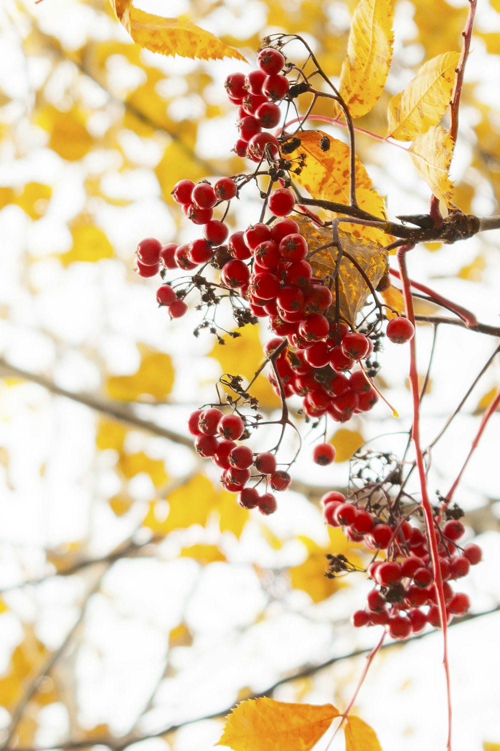 bunch of round red fruits