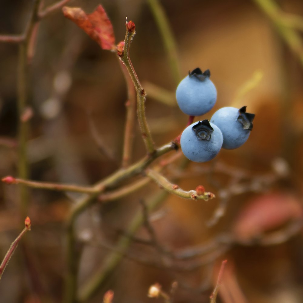 three blueberries on branch