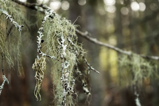 branch of leaves during day in Mont du Lac des Cygnes Canada