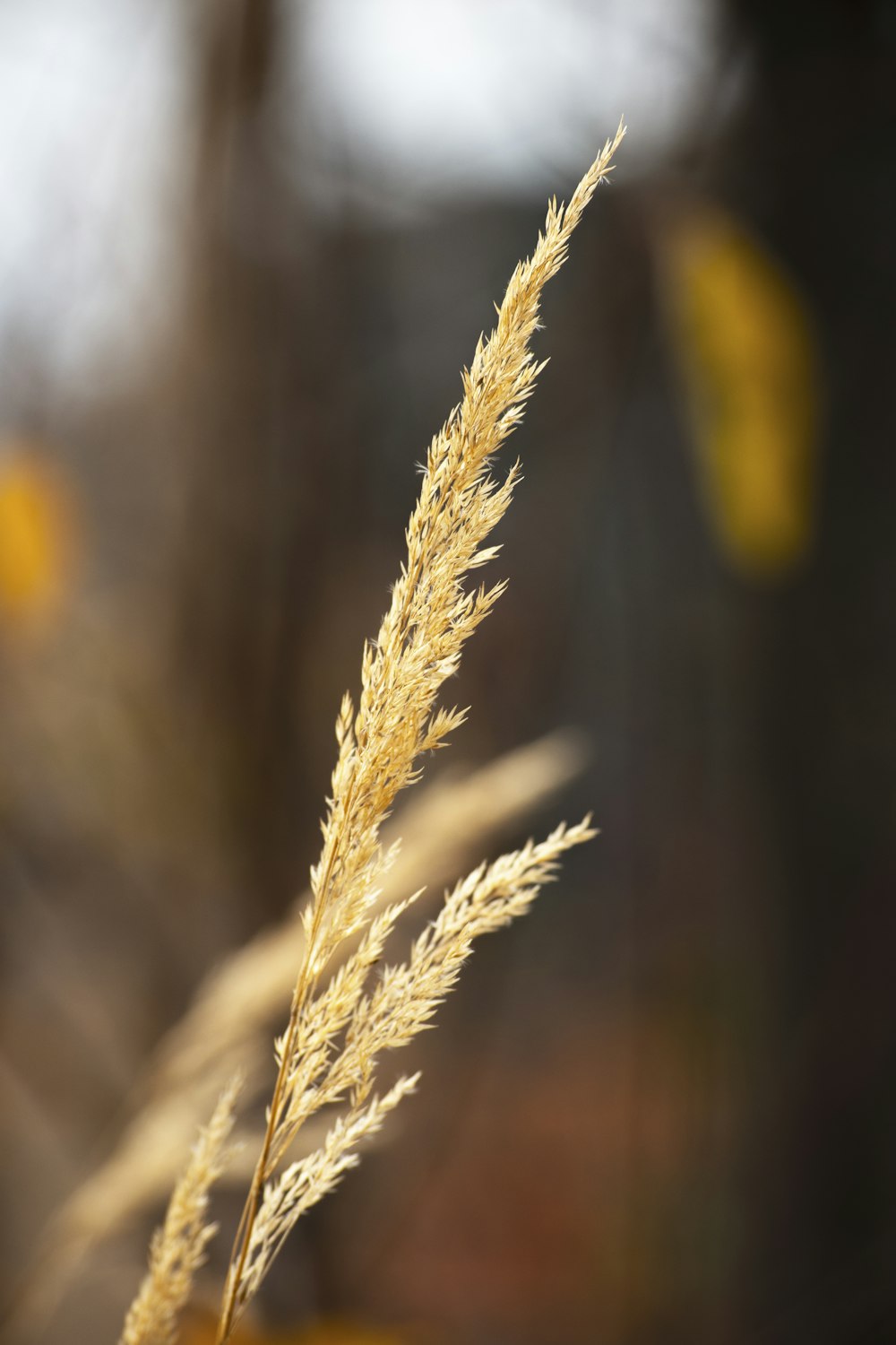 brown wheat