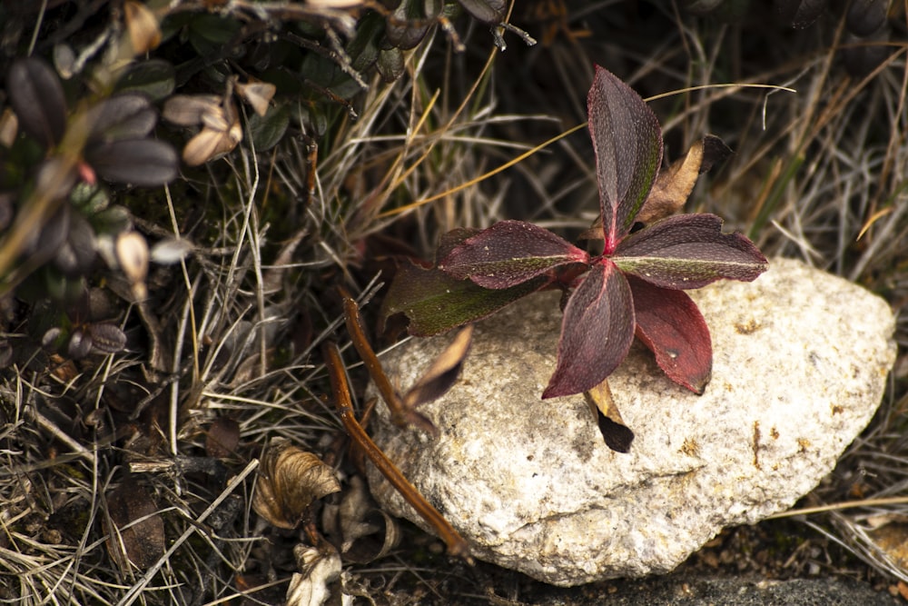 maroon flower beside rock