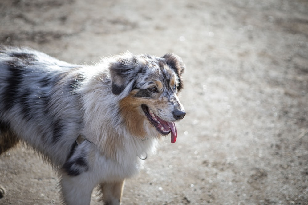 dog sticking it's tongue out during day