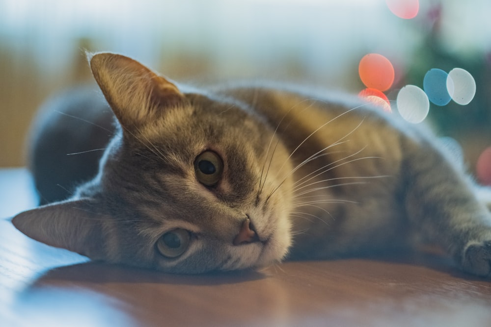 Selektive Fokusfotografie einer grauen Katze, die auf dem Boden liegt