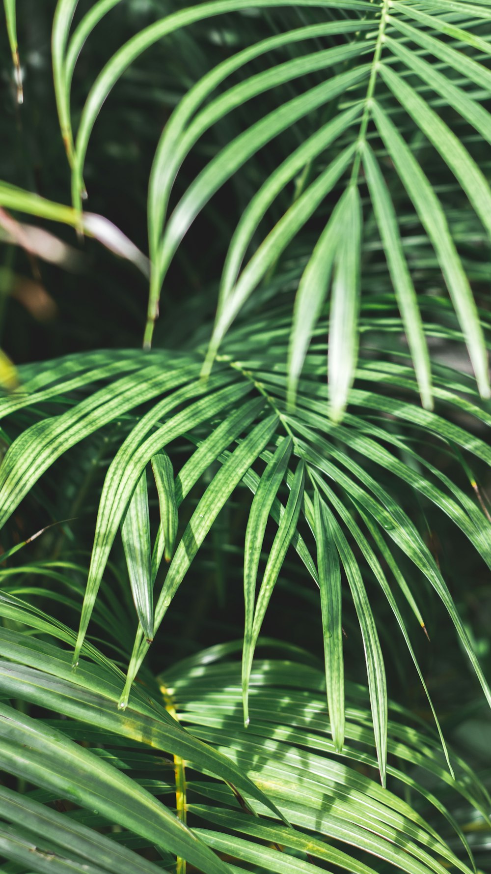 green leaves during day