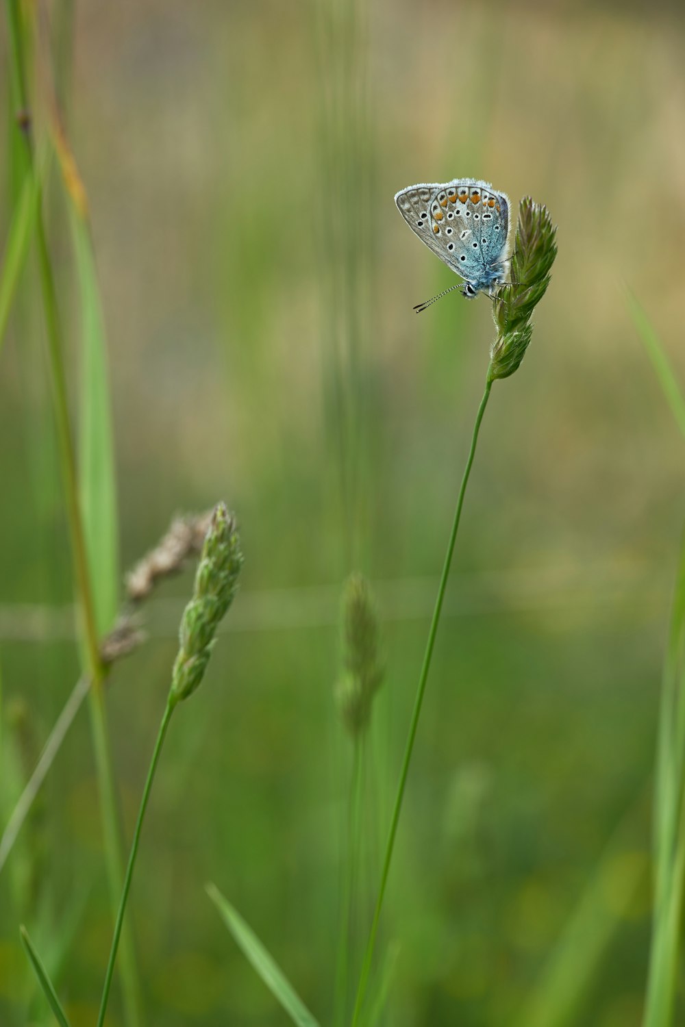 grauer und blauer Schmetterling