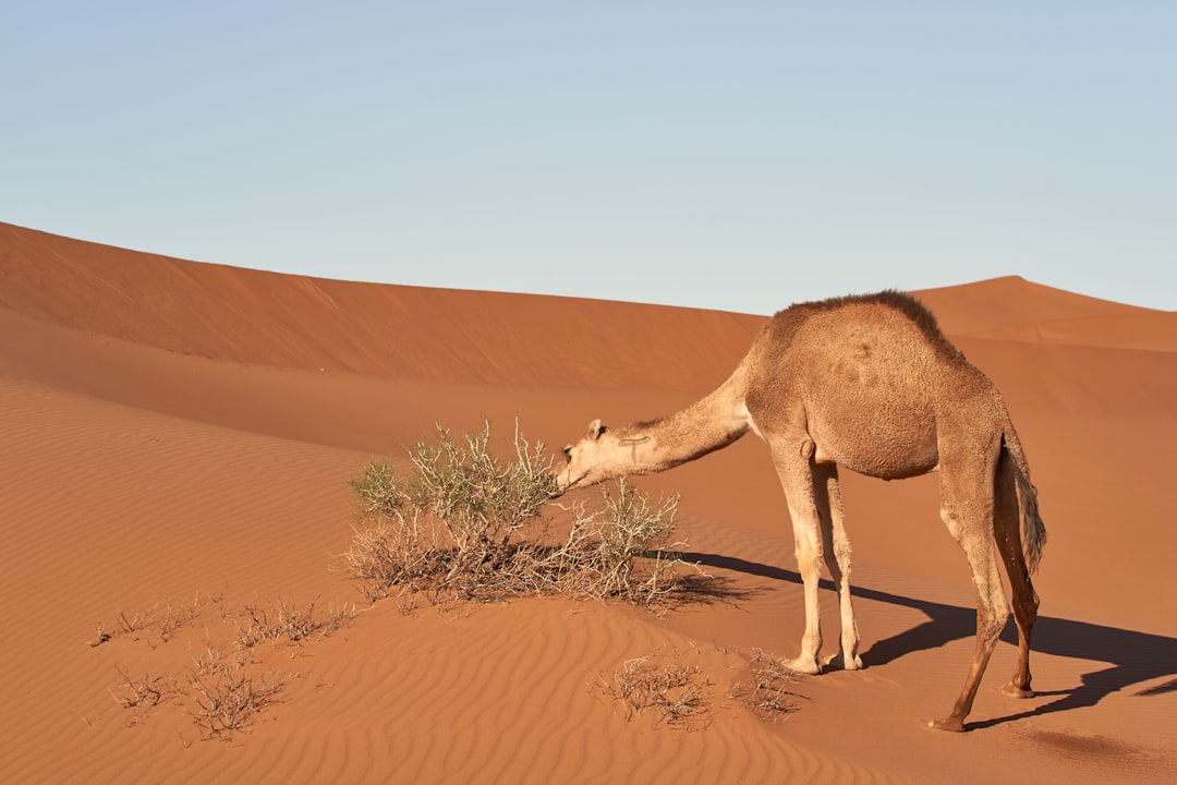 photography of brown camel eating a grass during daytime