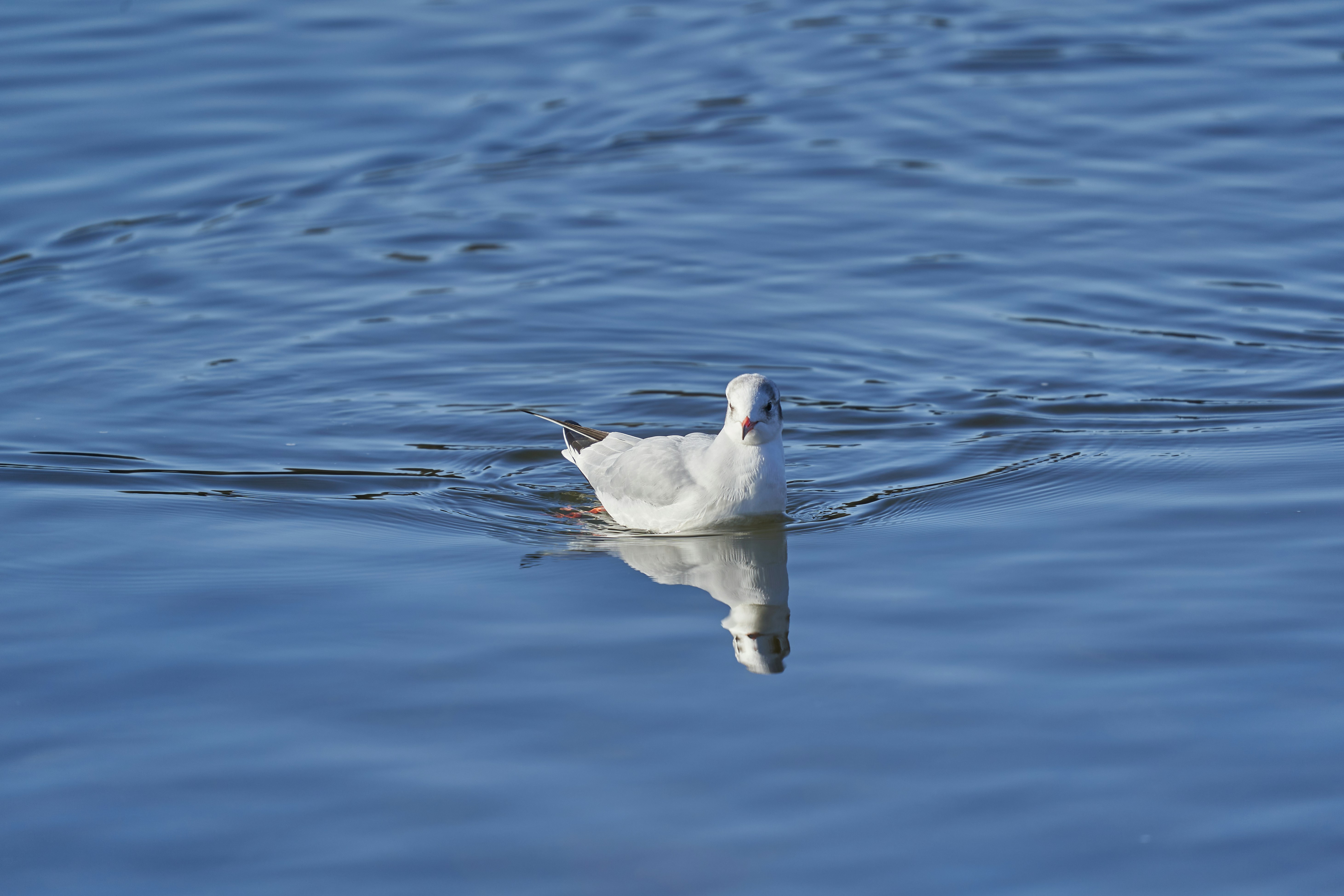 Photo by wolfgang_hasselmann