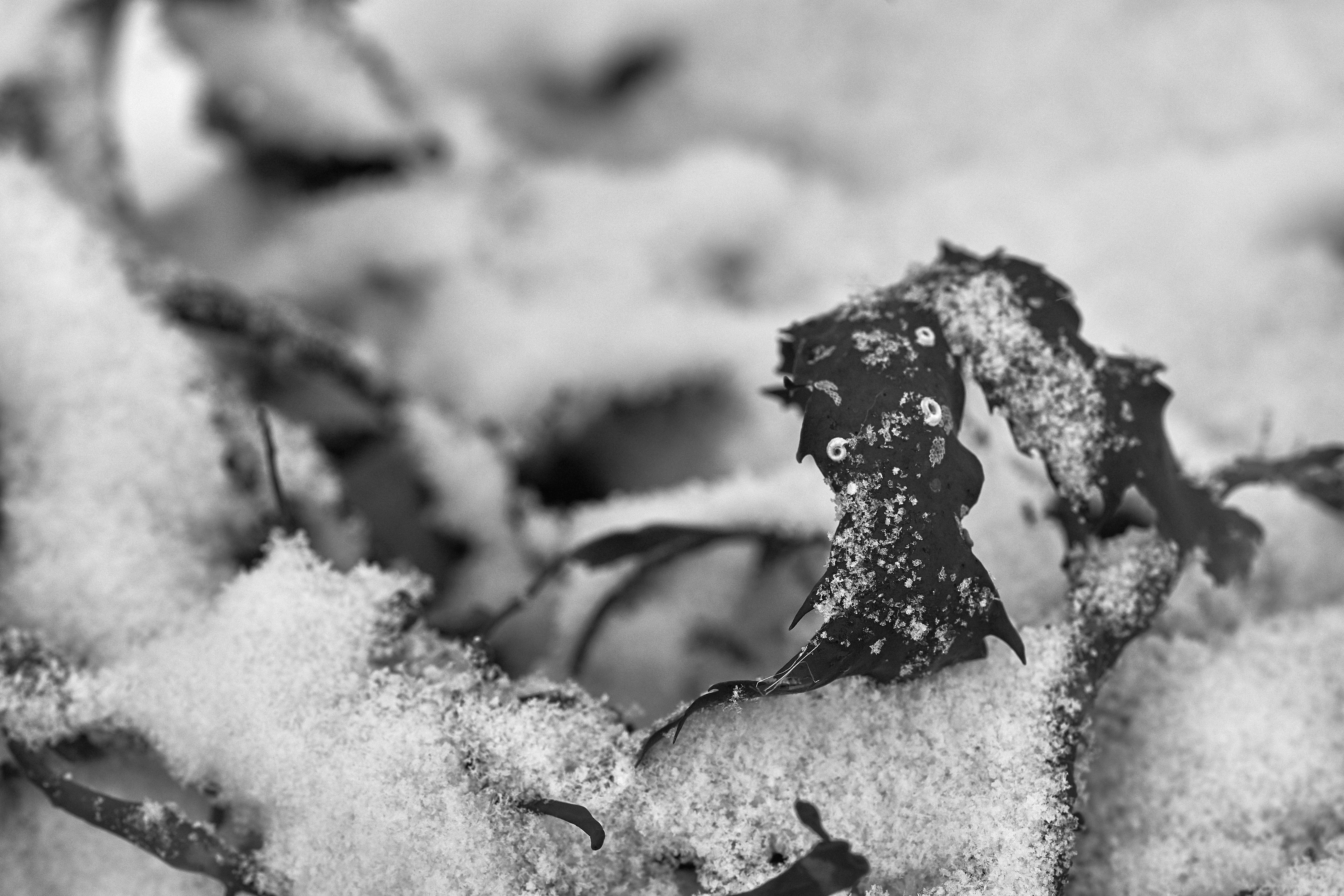 Photo by wolfgang_hasselmann