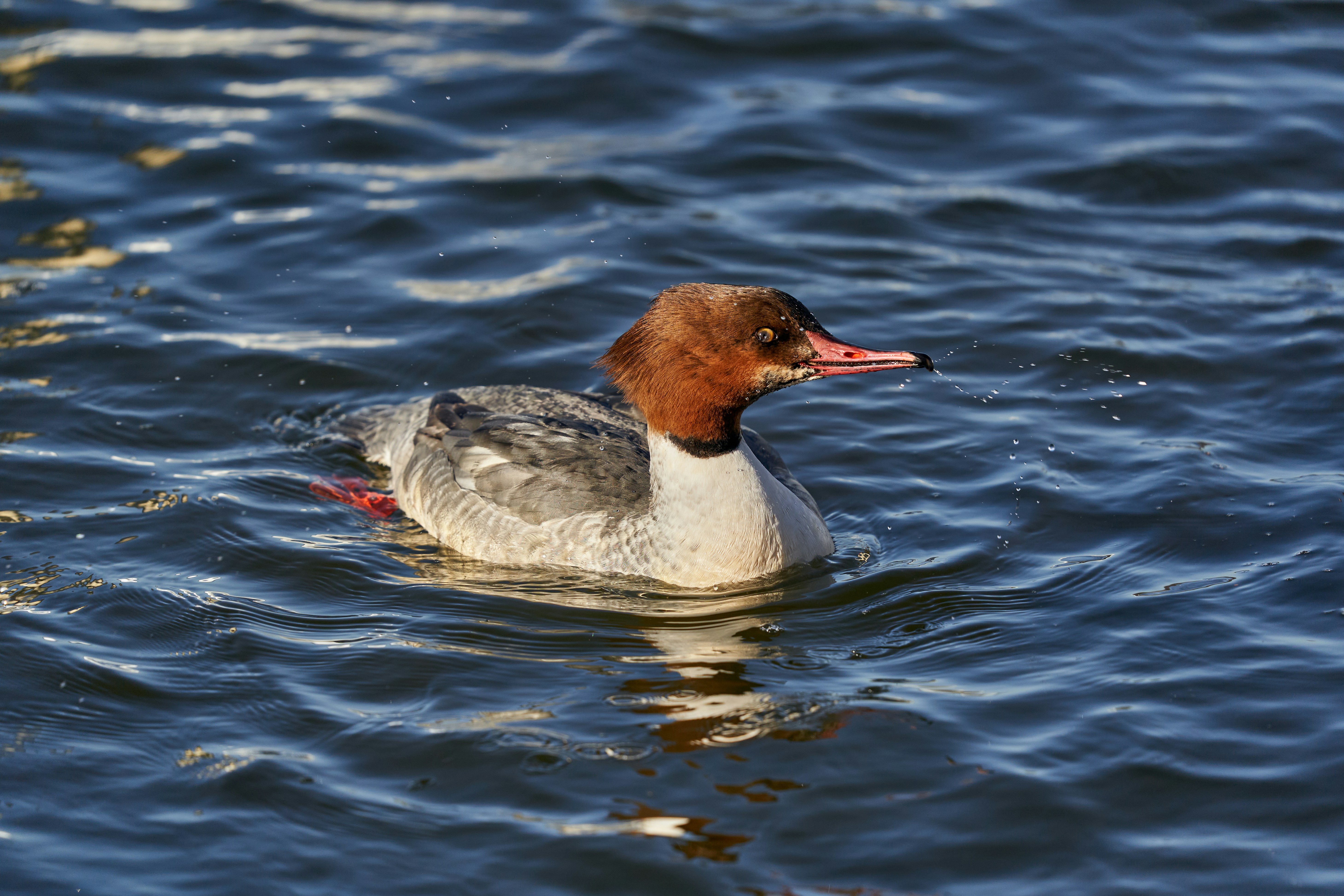 Photo by wolfgang_hasselmann