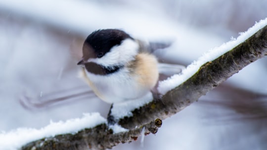 white and black bird on branch with snow in Québec Canada