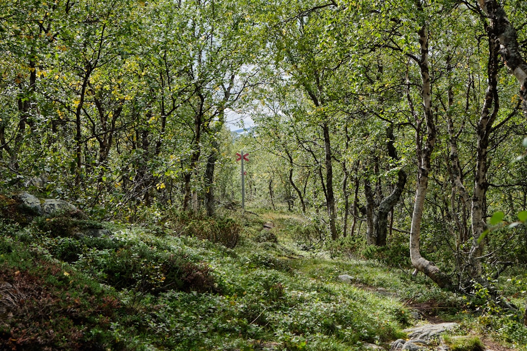 Forest photo spot Tärnasjön Sweden