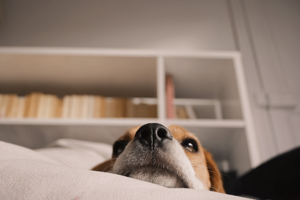 dog lying on white textile