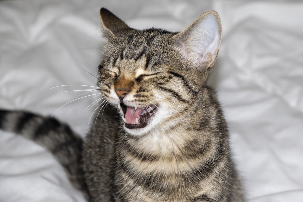 close up photography of grey tabby cat