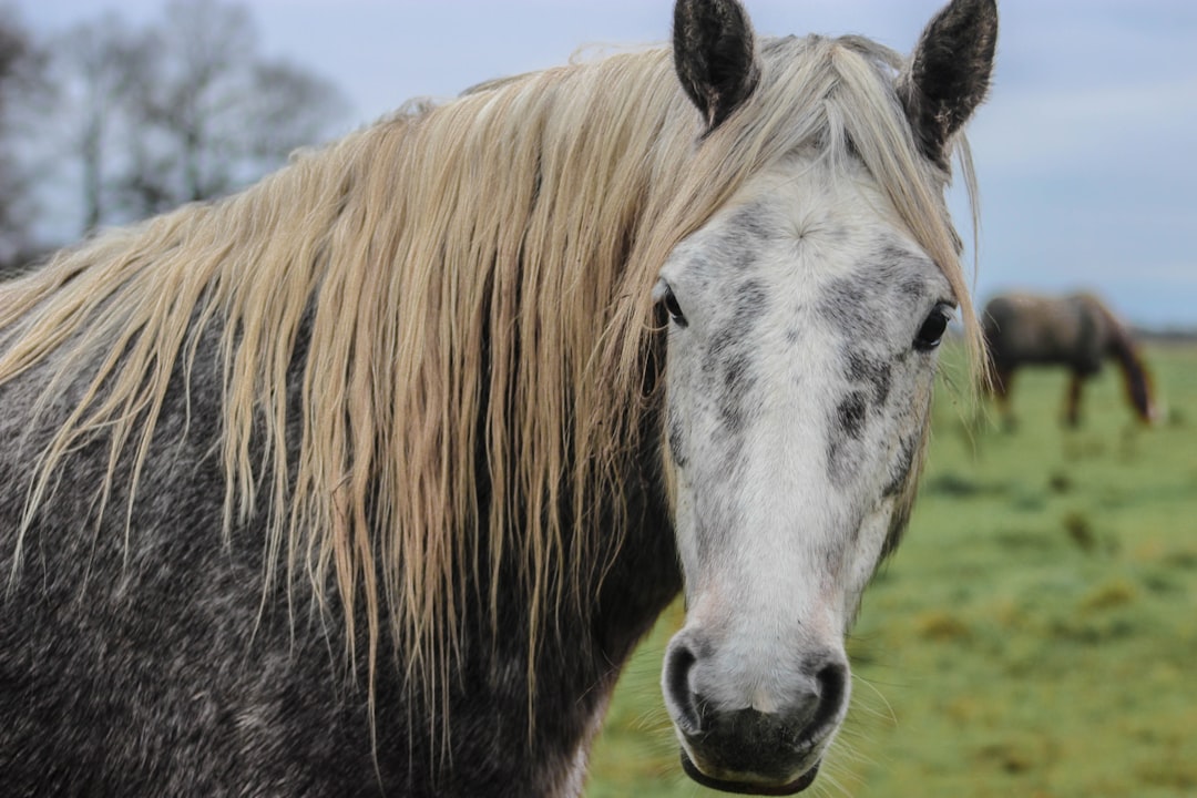 close-up photography of white and gray horse during daytime