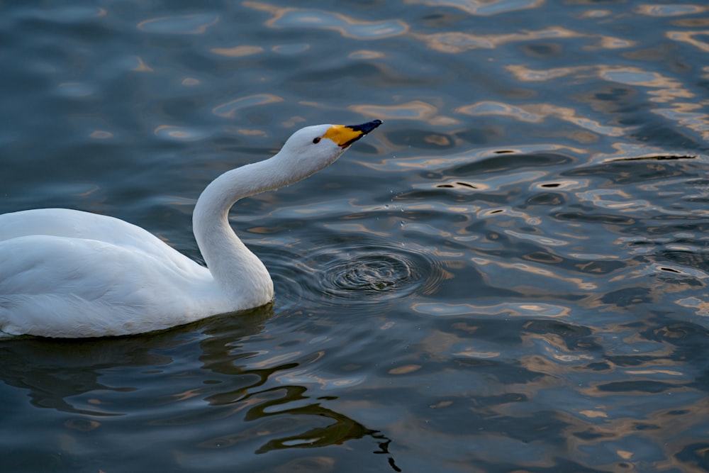 white swan in water