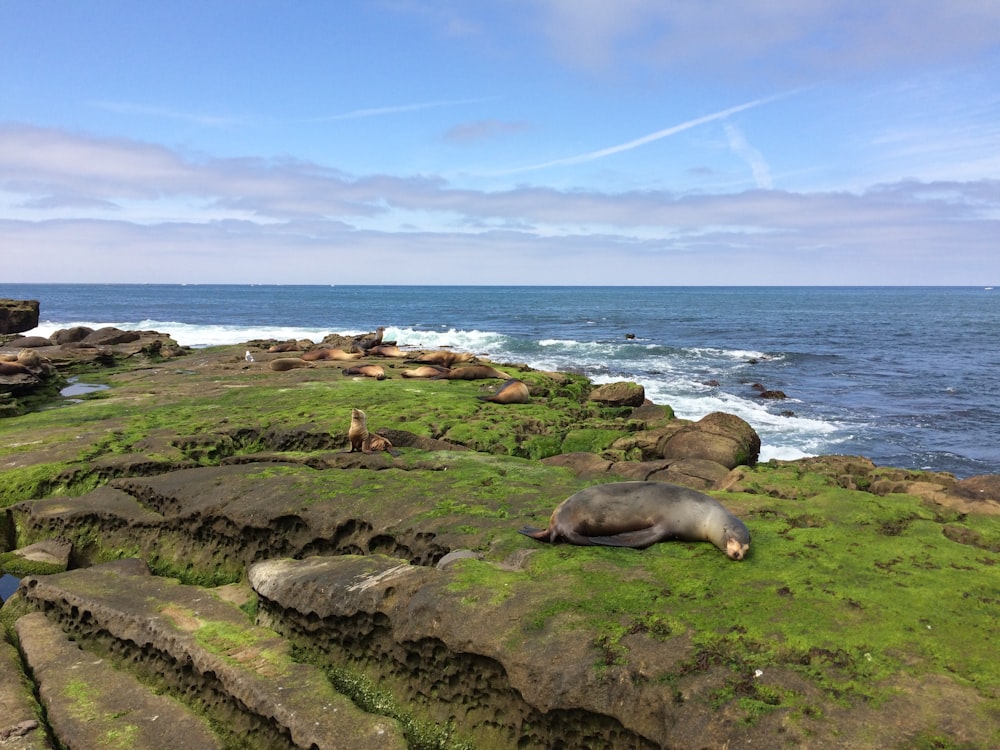 sea lion on green grass field during daytime