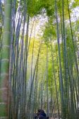 Bamboo stalks towering over a quiet path in Arashiyama Bamboo Grove with a couple strolling.