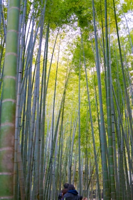Bamboo stalks towering over a quiet path in Arashiyama Bamboo Grove with a couple strolling.