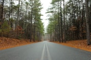 green trees beside road during daytime