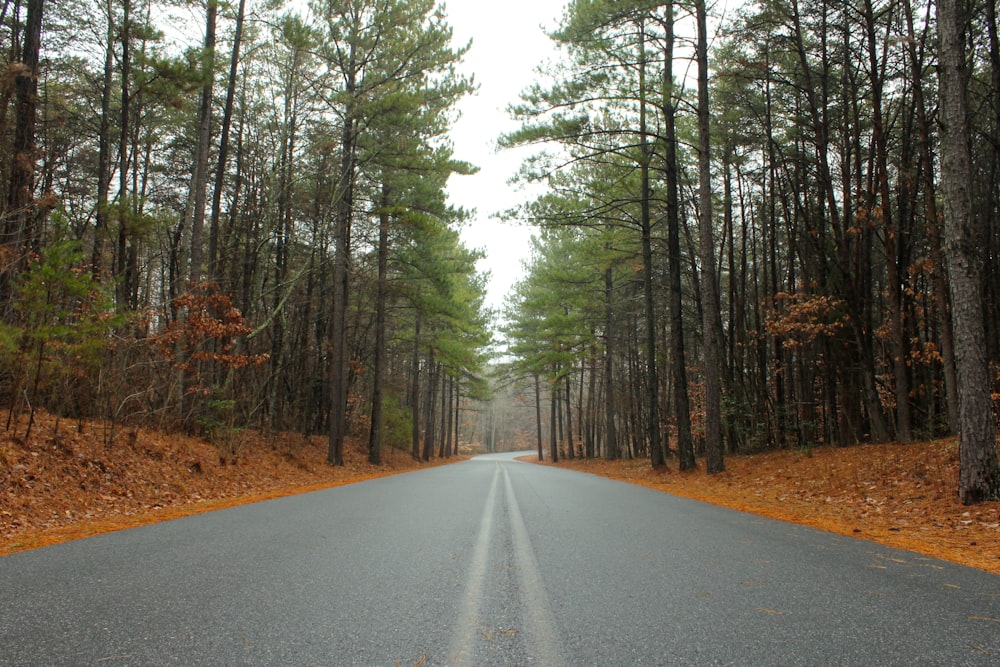 green trees beside road during daytime