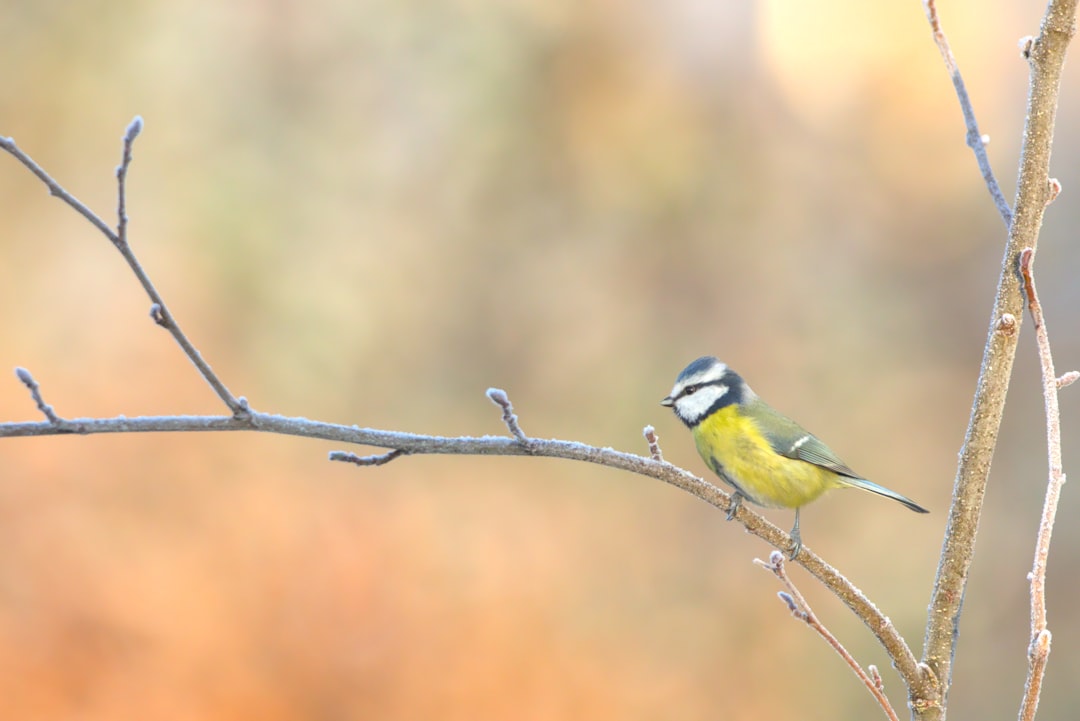 Wildlife photo spot Romilly-sur-Andelle Rambouillet