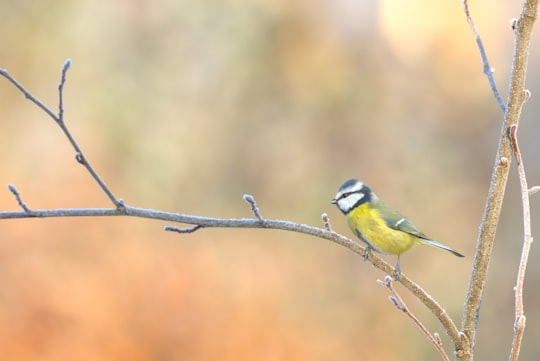 yellow and green bird on branch in Romilly-sur-Andelle France