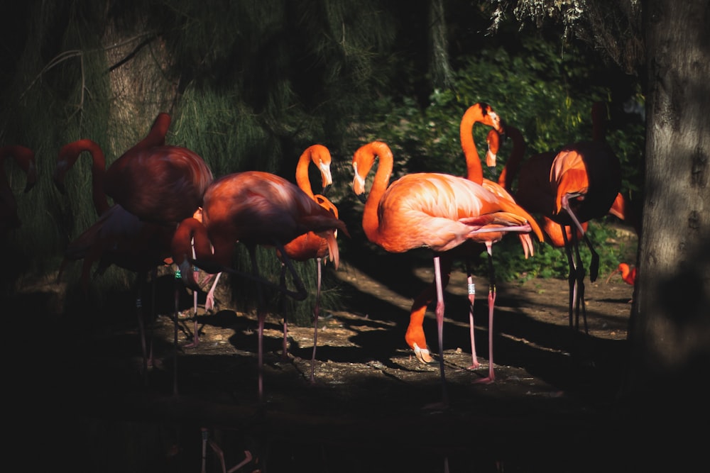 um grupo de flamingos de pé um ao lado do outro