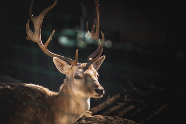 Thermal image of a deer with glowing red antlers against a dark background, highlighted by an AI detection device overlay.
