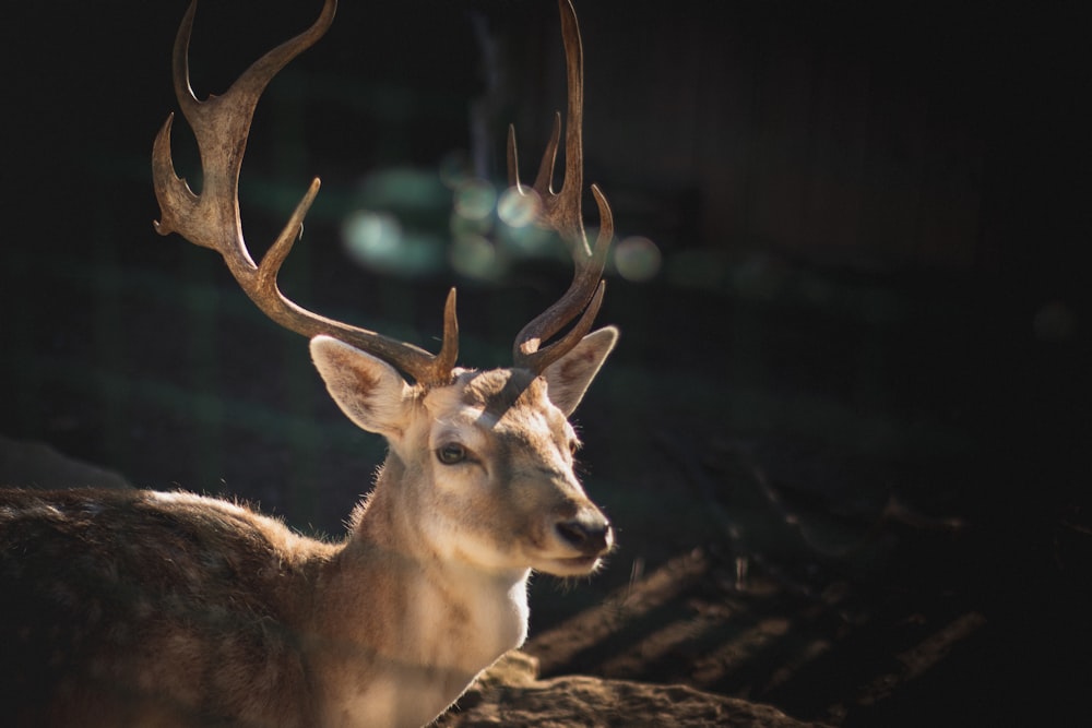 macro photography of brown deer