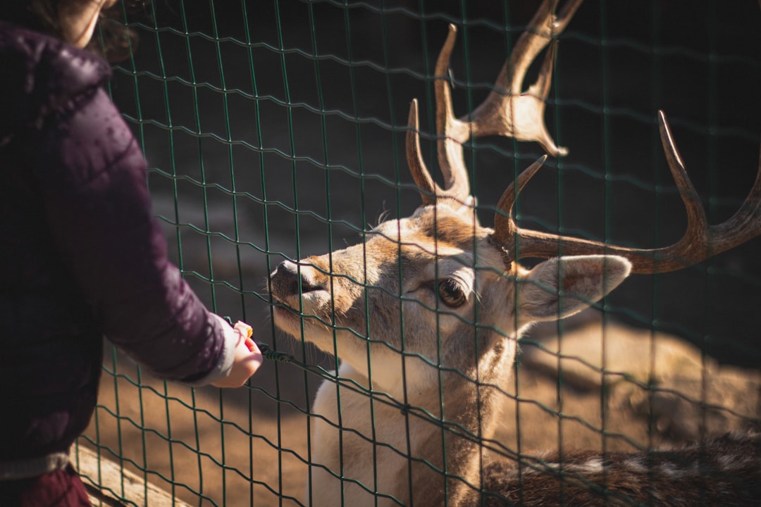 deer in cage