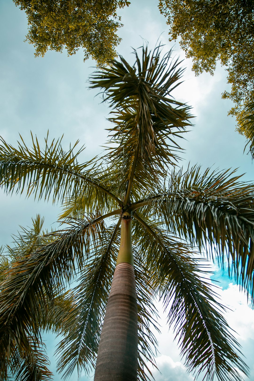 low angle photography of coconut tree