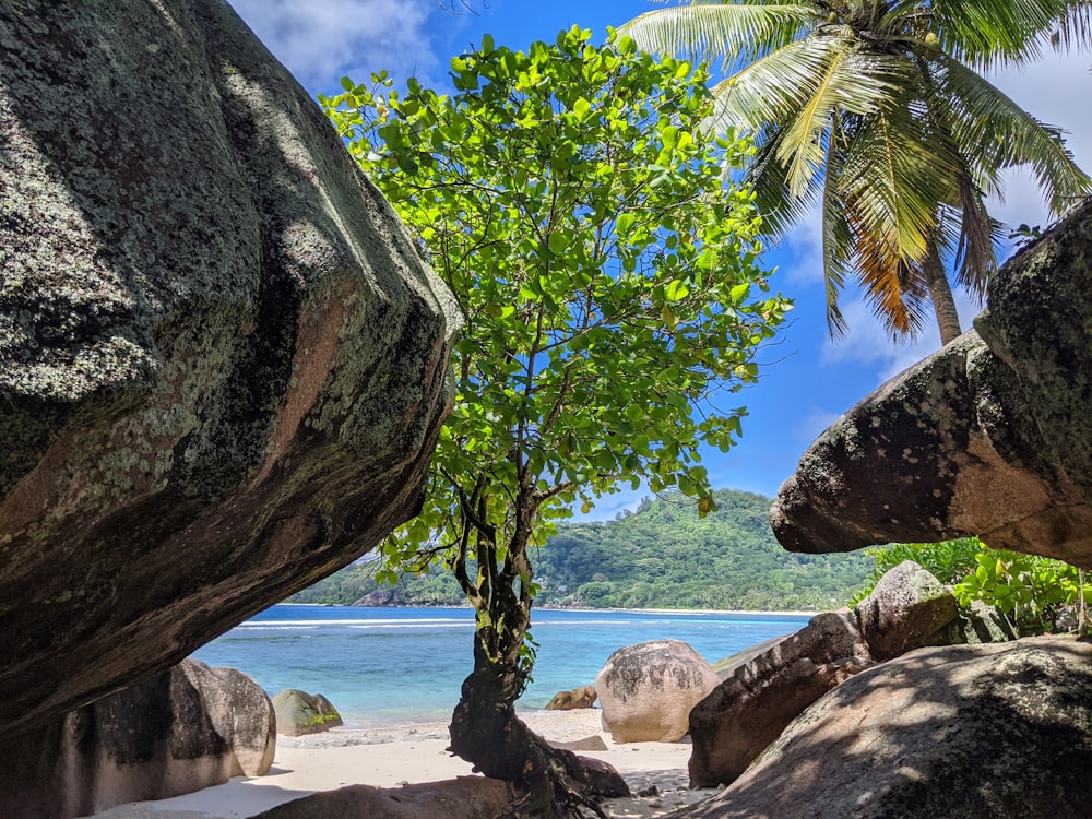 green-leafed tree near rock and shoreline