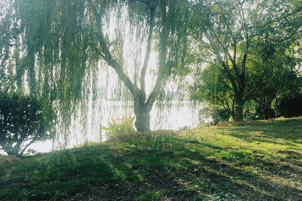 landscape photography of green field surrounded with green trees near body of water during daytime