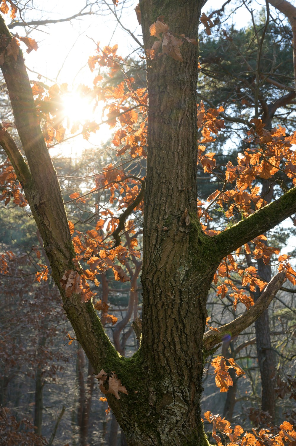 the sun shines through the leaves of a tree