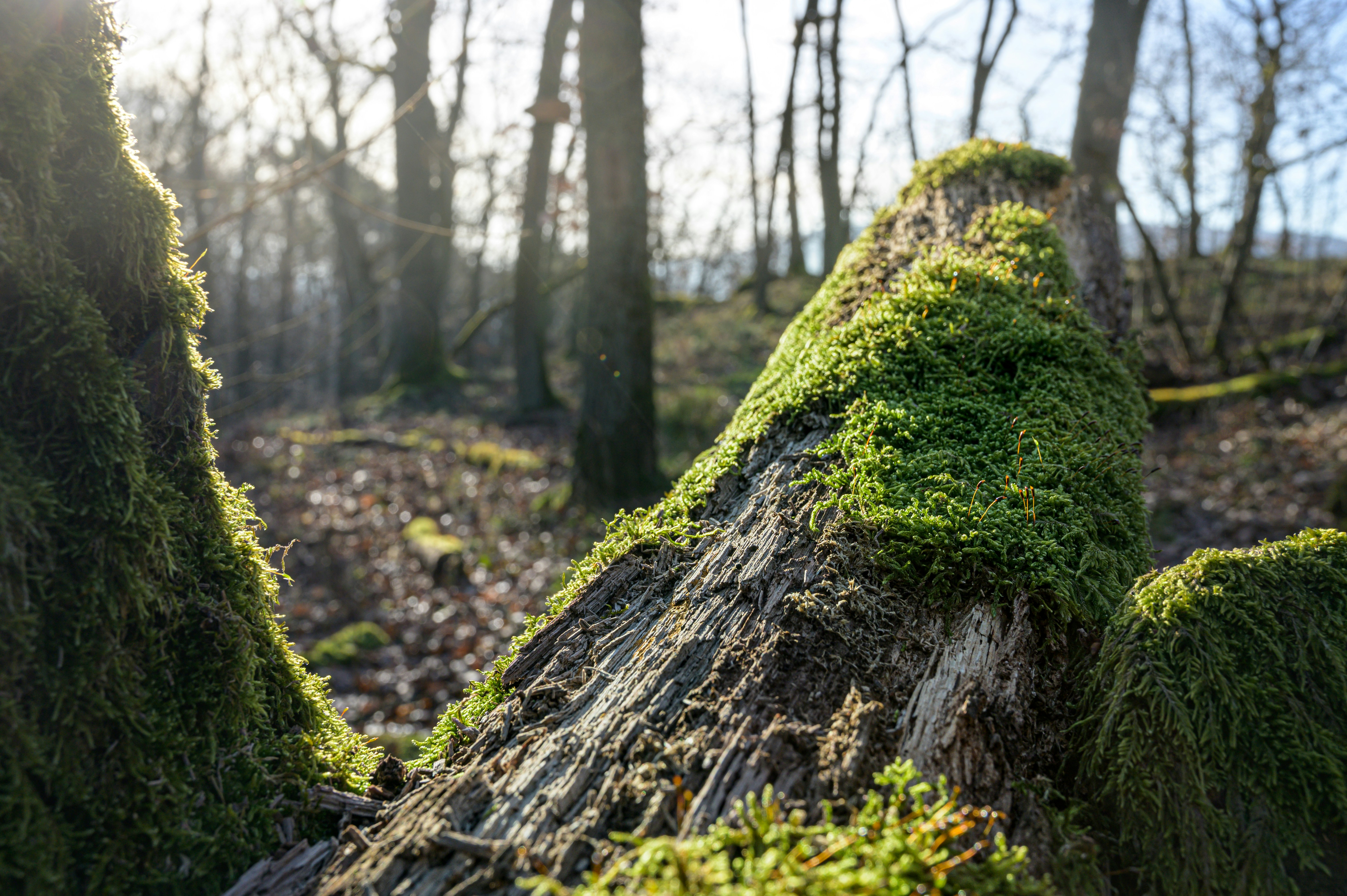 Photo by babettelandmesser