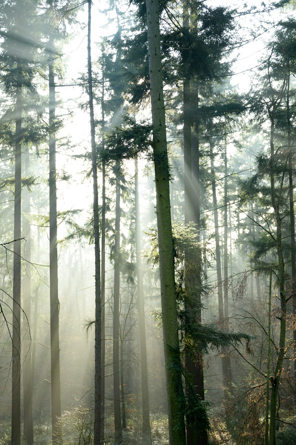 a forest filled with lots of tall trees