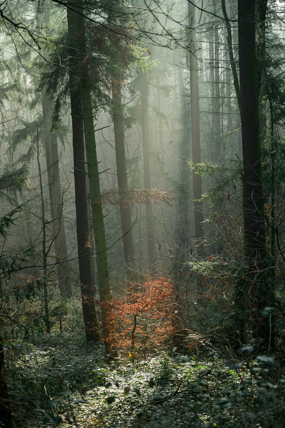 a forest filled with lots of tall trees