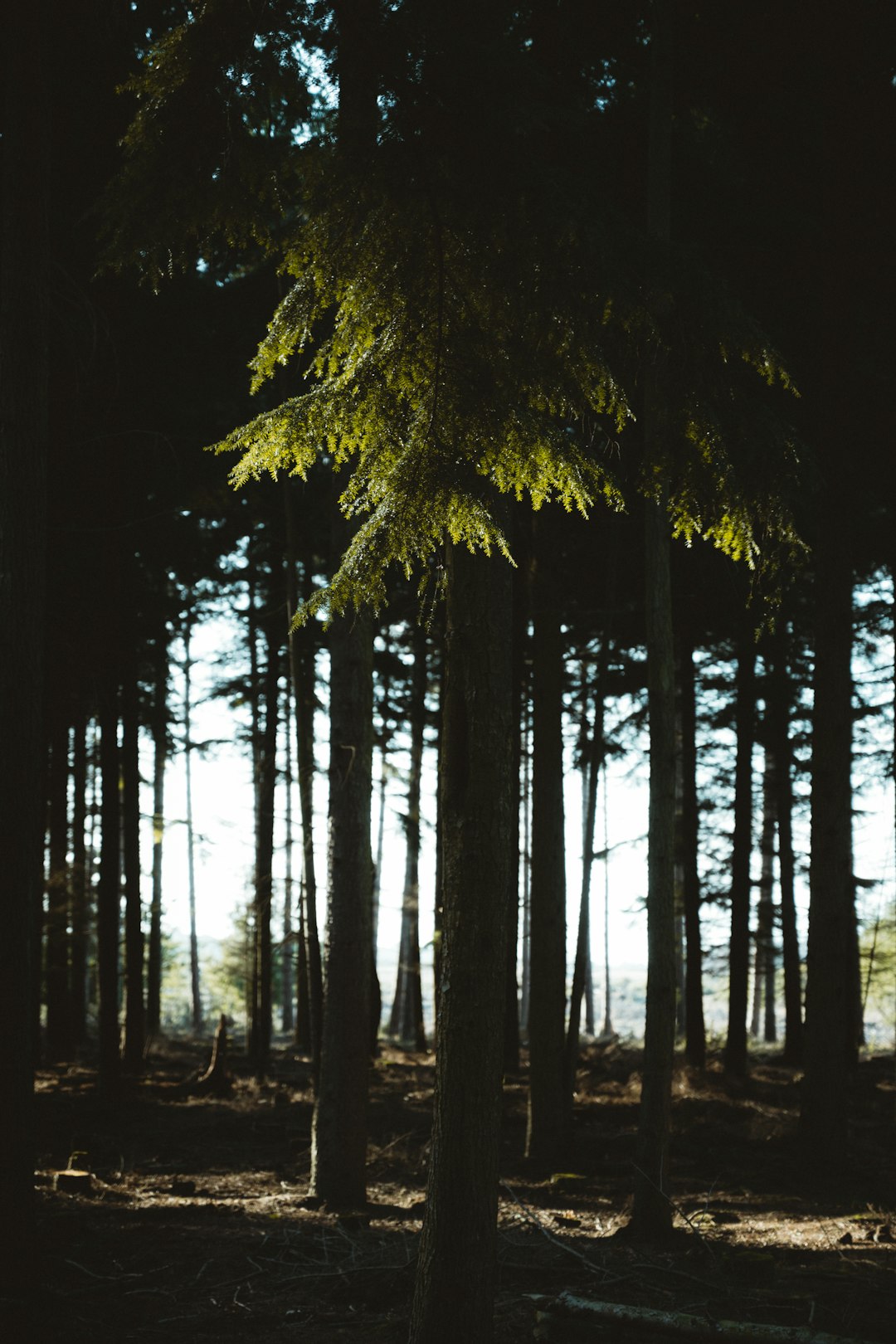 green trees